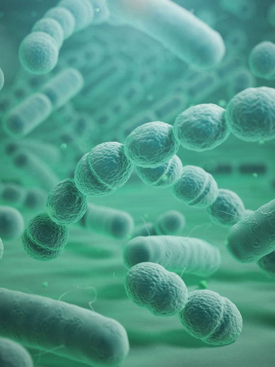 BACILLUS SUBTILIS
