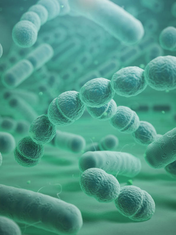 BACILLUS SUBTILIS